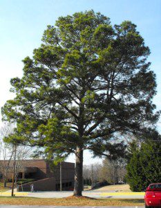 Loblolly Pine, Due West, SC