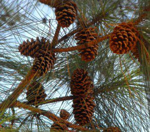 Loblolly branch and cones