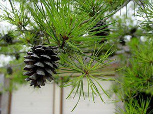Shortleaf Pine branch and cones