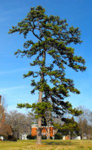 Shortleaf Pine, Due West , SC