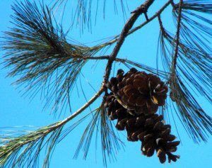 White Pine branch and cones