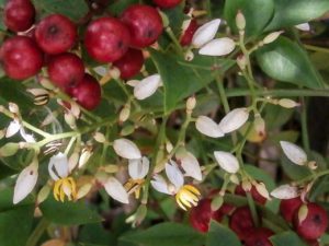 Heavenly Bamboo (Nandina domestica) with bloom & berry
